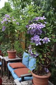 Macropetala 'mountaindale' in the founder. Borders Janet Davis Explores Colour