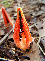 Image result for Pseudopod Ospermum