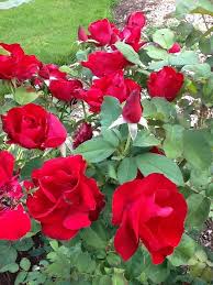 I've had it for 2 years and in its 2nd season it has a spreading habit, but doesn't get too tall. Emily Carr Rose From The Canadian Artist Series Trouble Free For Me ã¤ã‚‹ ãƒãƒ© ãƒãƒ© ã¤ã‚‹
