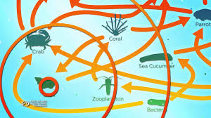 Coral reefs are among the most diverse and biologically complex ecosystems in the world. Coral Reefs Unraveling The Web Youtube