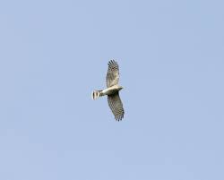 Head small, appearing shorter in flight than the head of cooper's hawk, whose head projects noticeably past the leading edge of the wings; Sharp Shinned And Cooper S Hawk The Birding Eating Hawks Of Taylor County Taylor County Big Year 2019