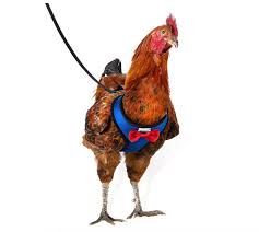 Feb 10, 2021 smartphones pres. Unlock Your Chicken Safety Skill With This Harness The Gadgeteer