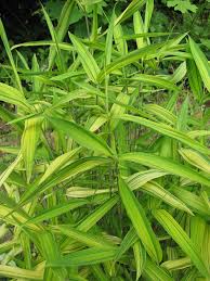 Image result for Pleioblastus fortunei