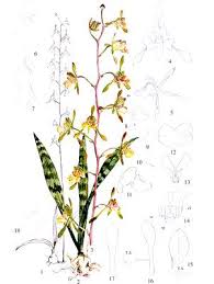 Image result for Oeceoclades decaryana