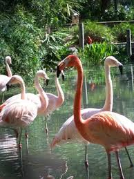 Flamingos In Their Exhibit At Brevard Zoo Brevard Zoo Zoo Brevard