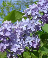 President Lincoln Lilacs Beautiful Flowers Backyard Inspiration Lilac