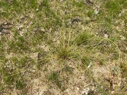 Image result for Eleocharis minuta