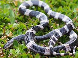 20 mewarnai gambar rumah paling keren koleksi gambar silahkan download gratis gambar rumah adat gadang suku minangkabau hitam putih ini ke dalam ukuran yang besar caranya dengan meng. Fakta Tentang Ular Weling Yang Tewaskan Balita Di Cirebon