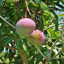 Buy Mango Online At Plants Universe Best Plants At Lowest Price In Pakistan