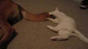 Aug 15, 2020 · malinois that has always been around cats, ideally from the breeder already but otherwise from 8 weeks, they are usually fine. Belgian Malinois Vs Playful Feline The Guild Of Shepherds Collies