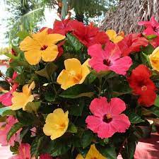 Hibiscus is a genus of flowering plants in the mallow family, malvaceae. Best Cottage Farms Hibiscus Hibiscus Tree Hibiscus Shrub White Flowering Plants