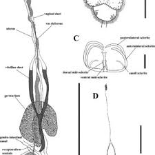 Image result for Cyclocotyla