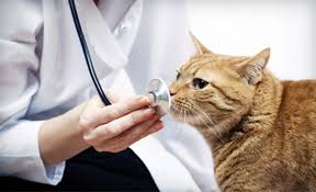 Pin On For My Kitten