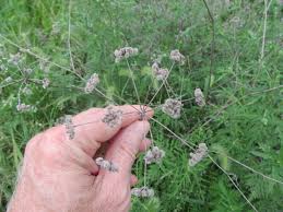 Image result for Torilis