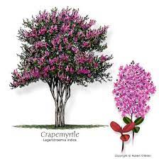 Maybe you would like to learn more about one of these? Trees And Shrubs Milberger S Landscape Nurserymilberger S Nursery