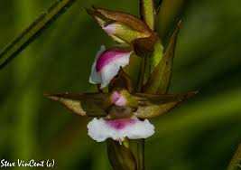 Image result for Neobolusia