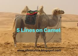 What is some useful infromations about camels? 5 Lines On Camel Few Lines On Camel