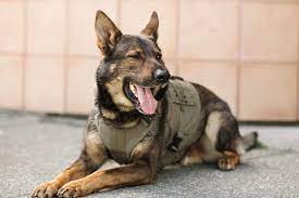 Puppy training behavior classes done right in your own home with chicago's highest rated master dog trainer and dog behavior expert, jesse san miguel! Campbell River Police Dog Gator Finds Thief Suffering From Apparent Overdose My Campbell River Now