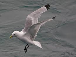 Black And White Birds In Pa Black Legged Kittiwake Photo Black Legged Kittiwake In Flight The Internet Bird Collection
