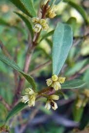 Image result for Euclea undulata