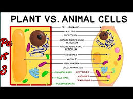 Plant vs animal cell microscope. Difference Between Plant Cell And Animal Cell Plant Cell Animal Cell Microscope Youtube