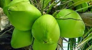 Minum air es atau soda saat menstruasi bikin darah haid membeku, benarkah? Air Kelapa Muda Dan Darah Menstruasi Biologine Pak Mycunk