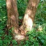 Image result for Markhamia tomentosa