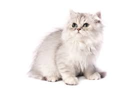 A persian cat or kitten is guaranteed to put a smile on your face and warm your heart. Characteristics Of Chinchilla Persian Cats Lovetoknow