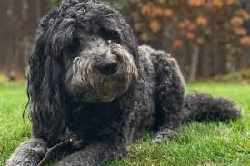 Check spelling or type a new query. Saint Berdoodle Colors Size Temperament Shedding Price Training