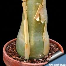 Image result for Cyphostemma barbosae