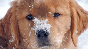 This program is just a start. Understanding Images Golden Retrievers Contribute To Cancer Research Plos Biologue