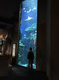 Reynolds Polymer Technology Aided In The Expansion Of The Tennessee Aquarium Which Opened To The Public In 2005 In Tennessee Aquarium Aquarium Aquarium Design