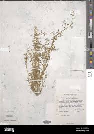 Image result for Wahlenbergia collomioides