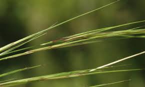 Image result for Aristida effusa