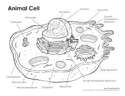 Animal cells are packed with amazingly specialized structures. Animal Cell Labeled Tim S Printables