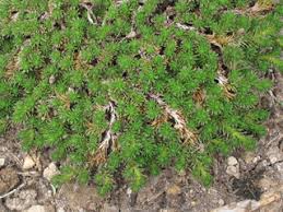 Image result for Selaginella perpusilla