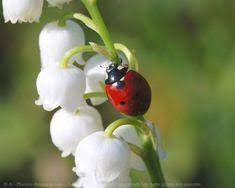 Via .la légende raconte que le dieu apollon tapissa de muguet le gazon du mont parna. Muguet Avec Coccinelles