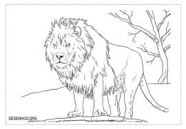 Plus, it's an easy way to celebrate each season or special holidays. Leoes Para Colorir Lion Coloring Pages African Lion Male Lion
