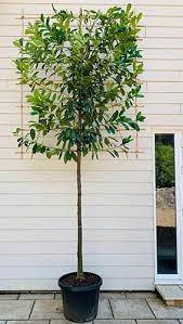 Pin On Outdoor Garden Patio