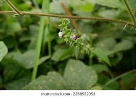 Image result for Neustanthus