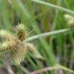 Image result for Fuirena pubescens