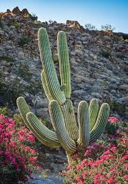 Payless shoes in palm desert, california. Cacti Shape The Residential Landscape In Greater Palm Springs