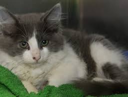 We did not find results for: Dane County Humane Society Cat Colors
