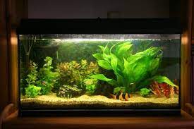 What do you need to set up a fish tank? Fish Tank Set Up For Beginners Freshwater Aquarium Set Up