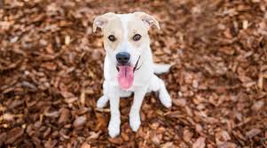 Check spelling or type a new query. Border Collie Pitbull Mix Borderbull Breed Information