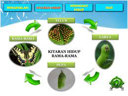 By einstein junior lodge sdn bhd · updated on tuesday. Kitaran Hidup Rama Rama Sains Tahun 2 Google Search Chart Pie Chart
