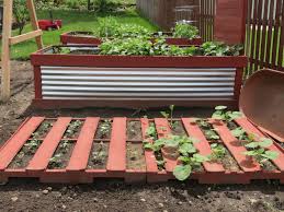 Watermelon plants grow big and can easily take over a large space. A Pallet On The Ground Filled With Peat And Dirt Make A Great Place For Watermelons And Pumpkins To Grow Growing Pumpkins Veggie Garden Garden Beds
