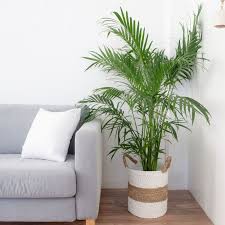 4k00:11low angle wide shot of a coconut tree in a tropical setting. Palm Trees Indoor Plant Care Growing Guide