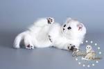 Scottish Fold Kittens for Sale - Adoptapet