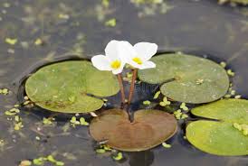 Image result for Hydrocharitaceae